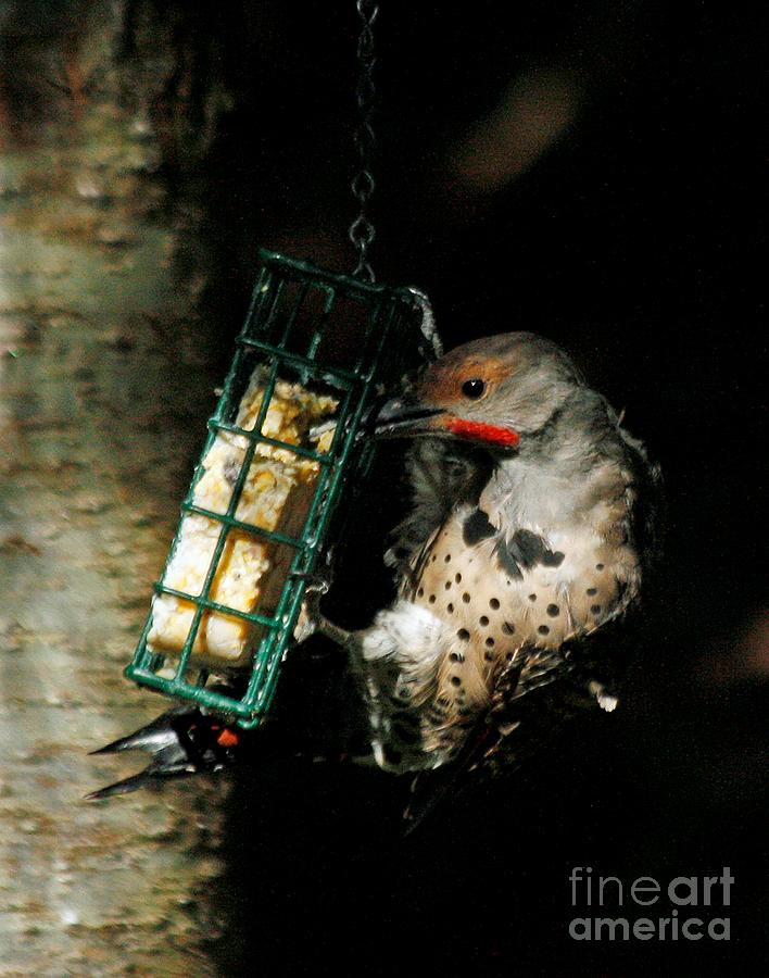  Northern Flicker Feeding Photograph by Chris Anderson