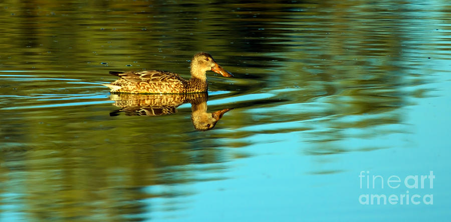  Northern Shoveler Duck Photograph by Robert Bales
