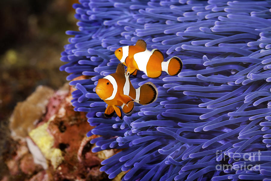  Ocellaris Clownfish Photograph by Anthony Totah