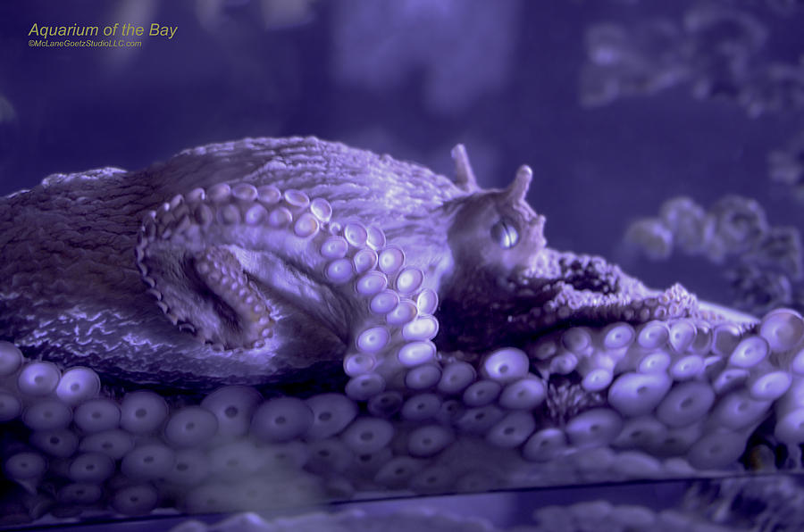  octopus of Aquarium of the bay San Francisco Photograph by LeeAnn McLaneGoetz McLaneGoetzStudioLLCcom