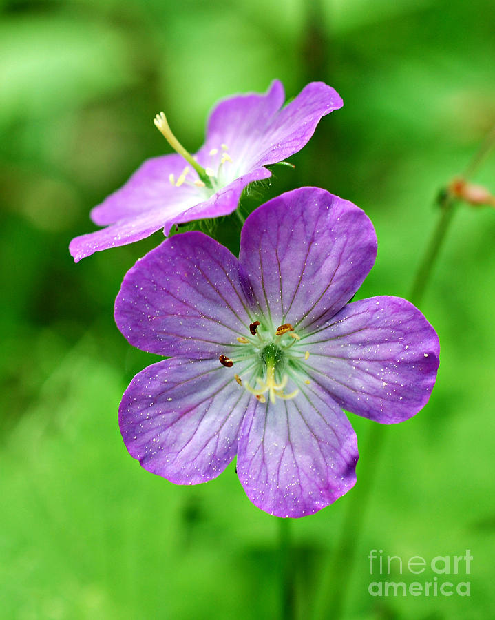  Ohio Spring Wildflower Photograph by Lila Fisher-Wenzel