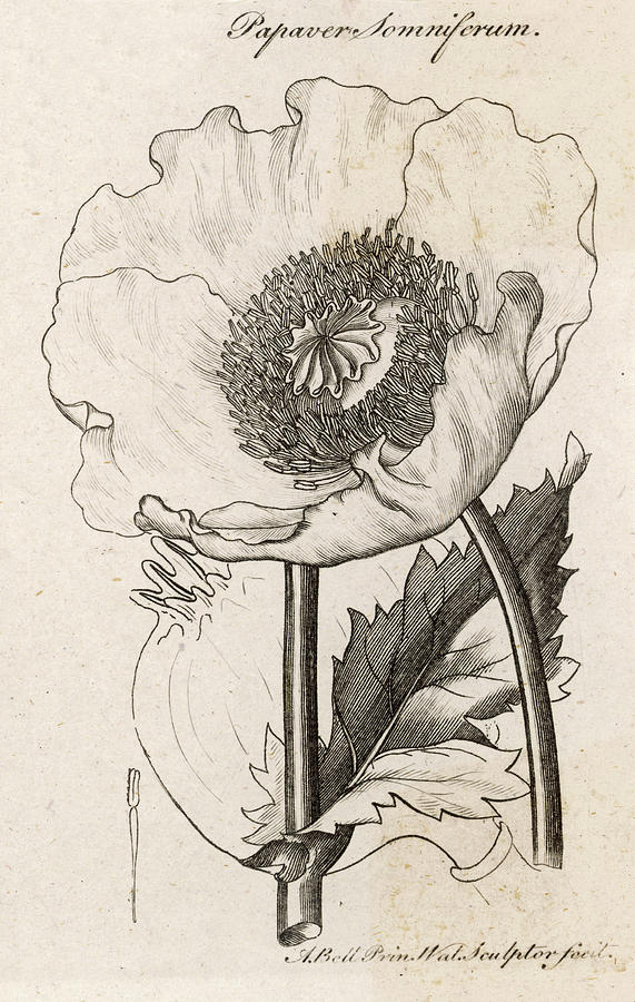 opium poppy flower drawing