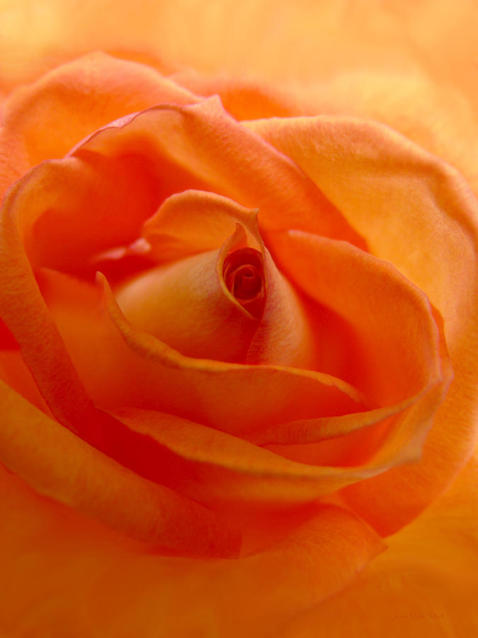  Orange Swirls Rose Flower Photograph by Jennie Marie Schell
