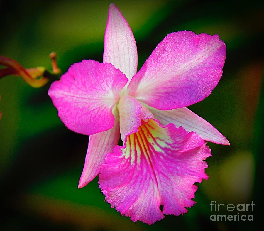  Orchid Flower Photograph by Nicola Fiscarelli