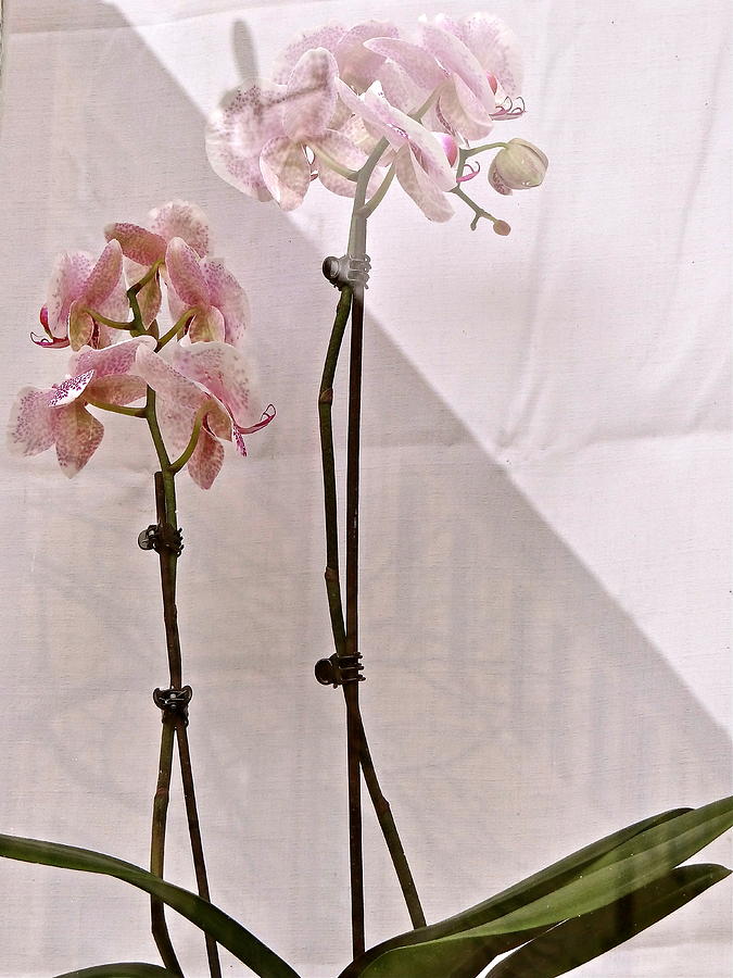  Orchids in the Window Photograph by Ira Shander