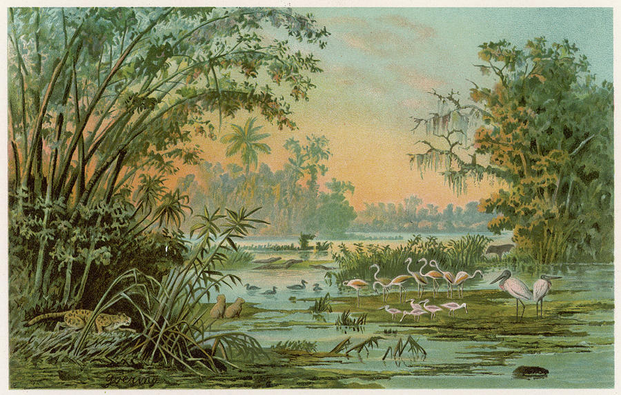 Ibis Drawing -  Orinoco River  With Pink Flamingoes by Mary Evans Picture Library
