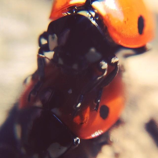 🔞😉 Ow Ow Ow.. Those Ladybugs Photograph by Bianca M