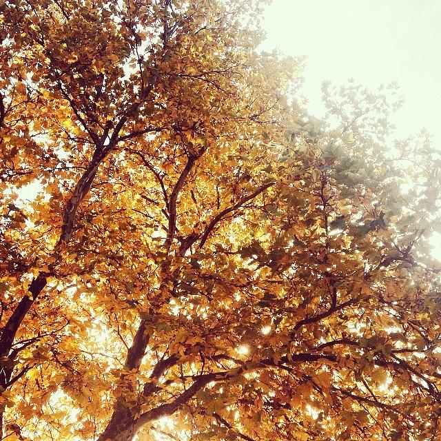 Fall Photograph - • P • E • A • C • E •
i by Abigail Hreha