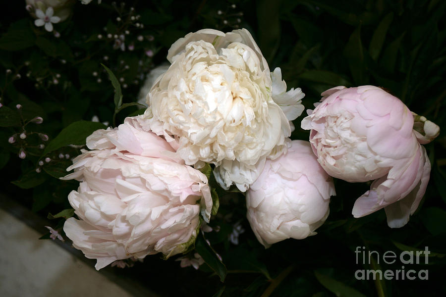 Paeonia Duchesse De Nemours Photograph By Ros Drinkwater