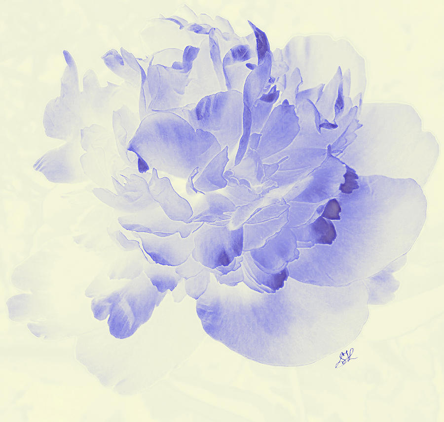  Paeony - Shadow in Blue Photograph by Stephanie Grant