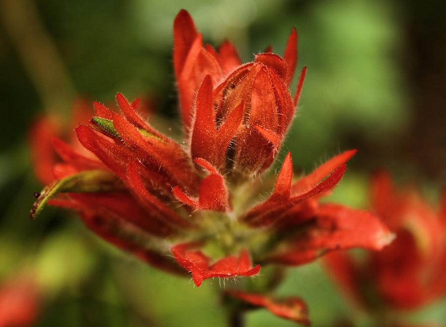  Paintbrush Photograph by Roxie Crouch
