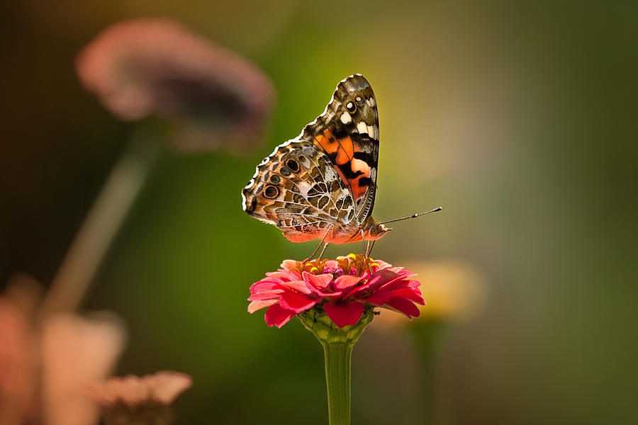  Painted Lady summer profile Photograph by Sylvia J Zarco