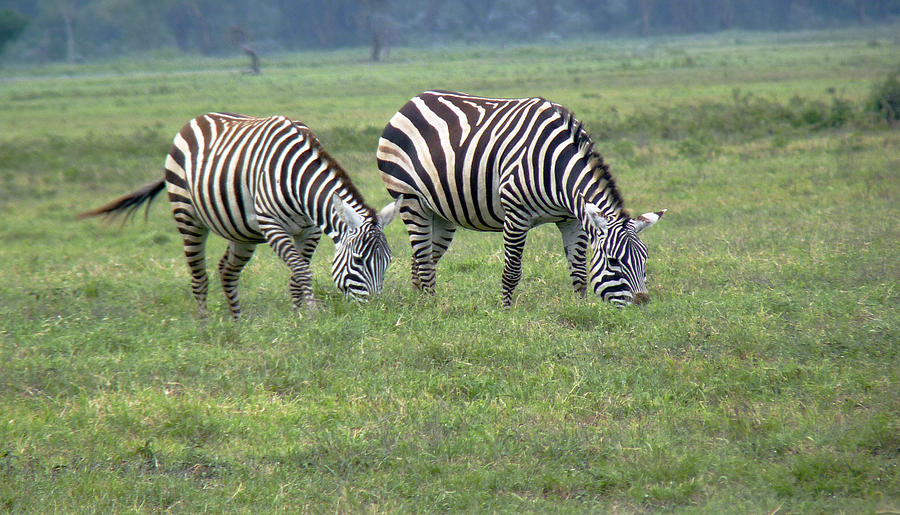  Pair of Zebra Photograph by Tony Murtagh