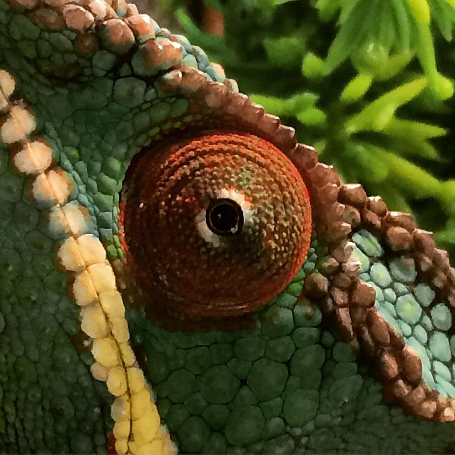  Panther Chameleon Photograph by Eric Suchman