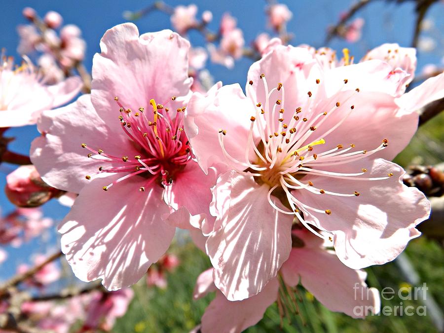 Flower Photograph -  Peach Blossom by Clare Bevan