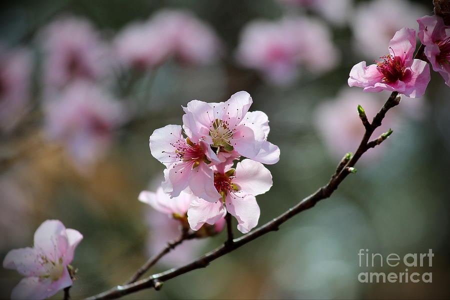 Peach Blossoms I Photograph by Karin Everhart