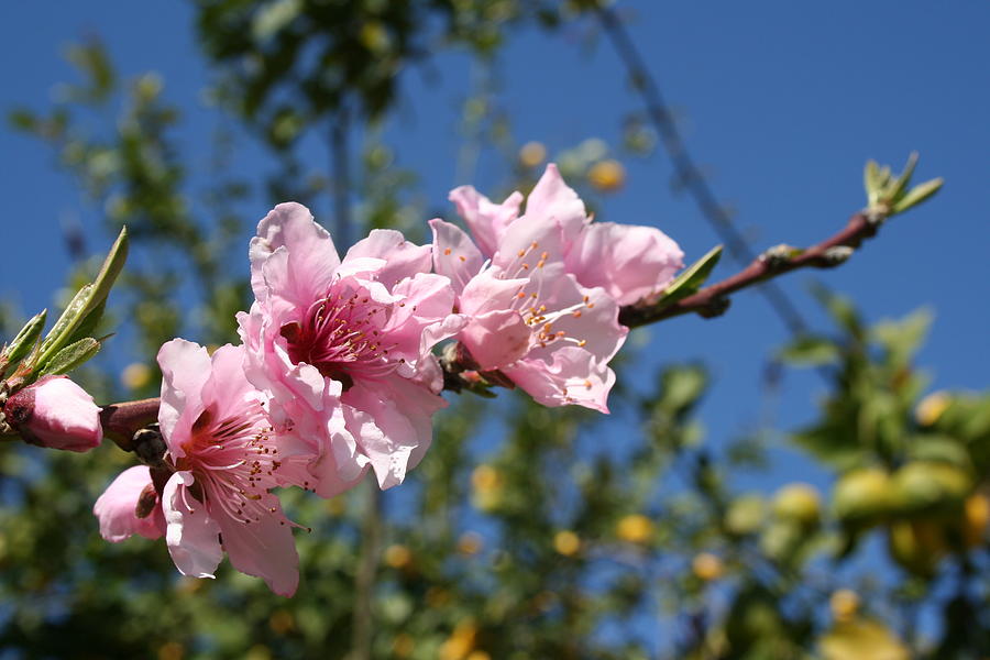	 Peach Tree Blossom Against Blue Sky Photograph by Taiche Acrylic Art