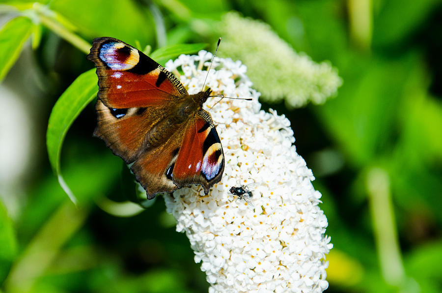  Peacock Butterfly Photograph by Martina Fagan