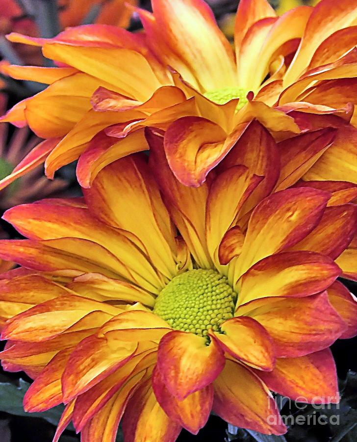 Pelee Chrysanthemums Photograph by Janice Drew
