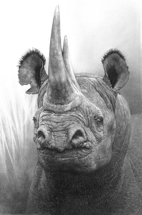 Pencil Drawing Black Rhino by Ralph N Murray III