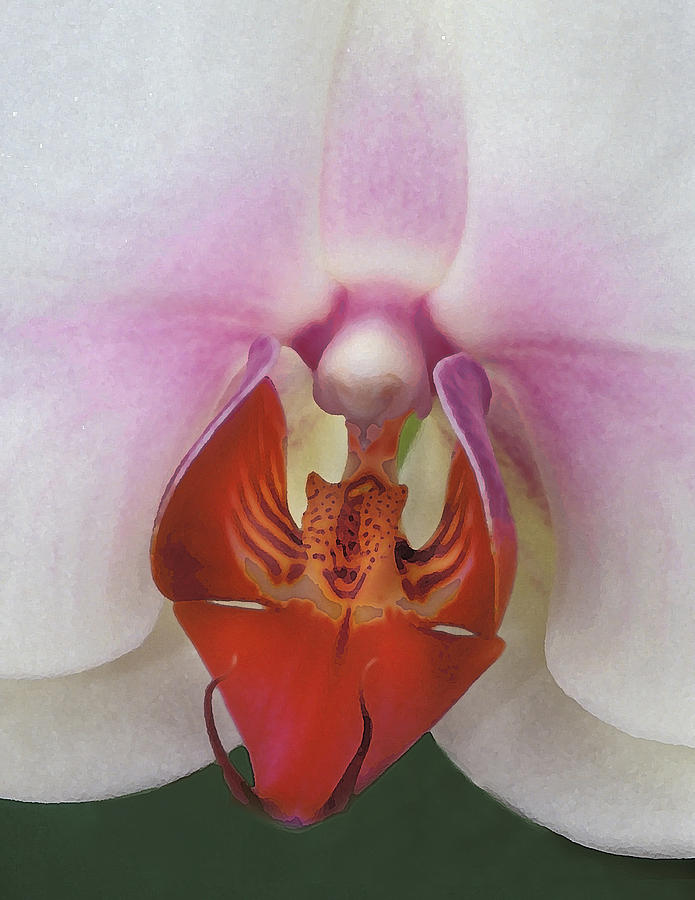  Phalaenopsis Orchid Closeup Photograph by Dave Mills