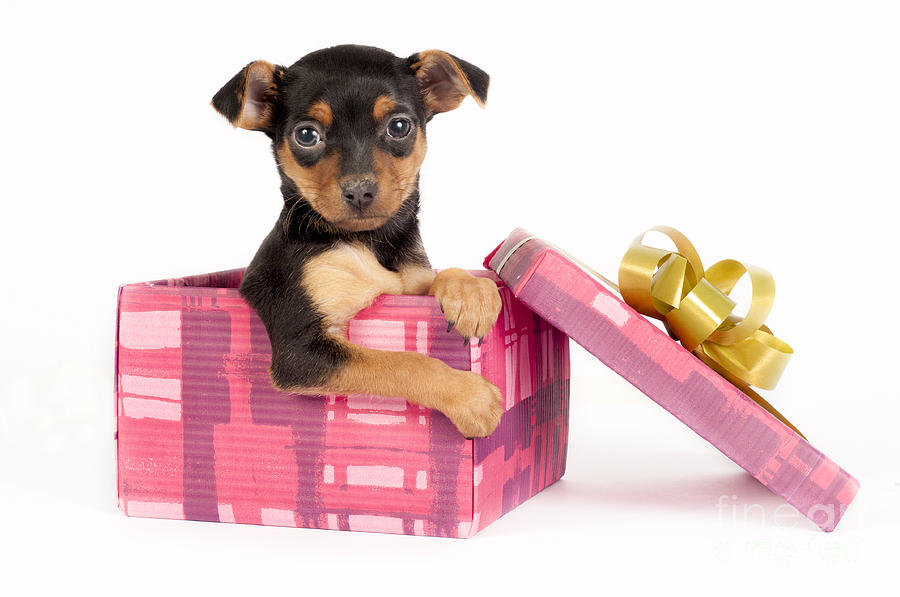 Puppy present. Photograph by Borislav Stefanov - Pixels