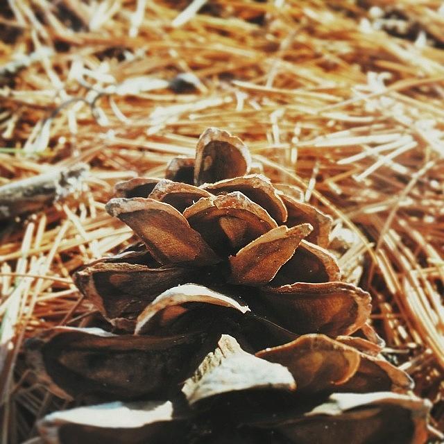 Columbus Photograph - • Pinecone by Jayna Wallace
