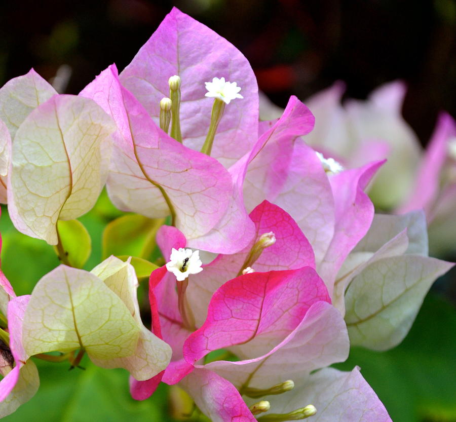  Pink  Bougainvillea ...with a friend Photograph by Lehua Pekelo-Stearns