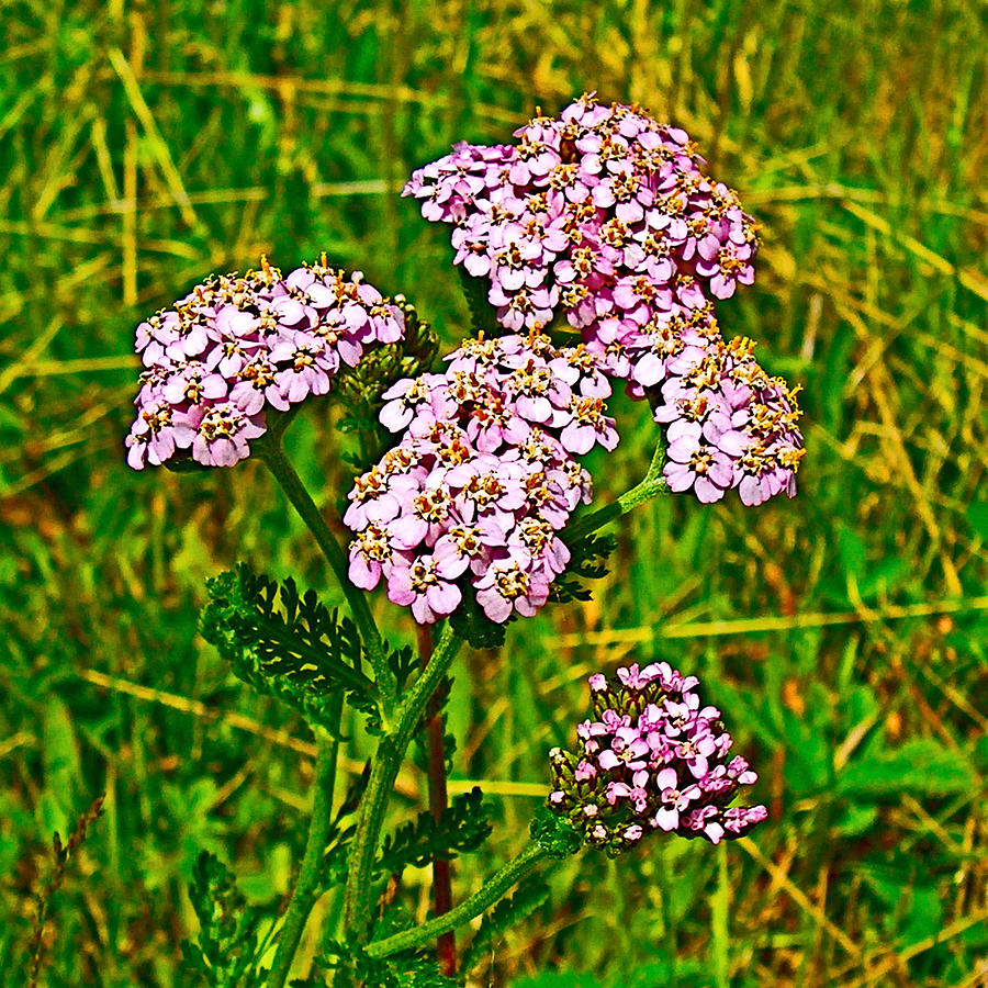  Pink Common Yarrow along Confederation Trail, Prince Edward Island, Canada Photograph by Ruth Hager