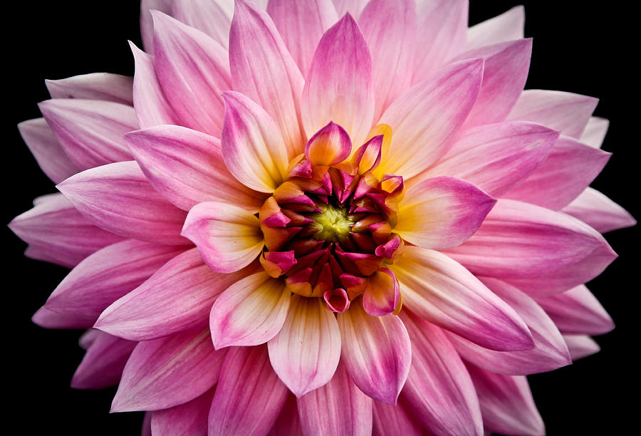 Flower Photograph -  Pink Dahlia by Steve McKinzie