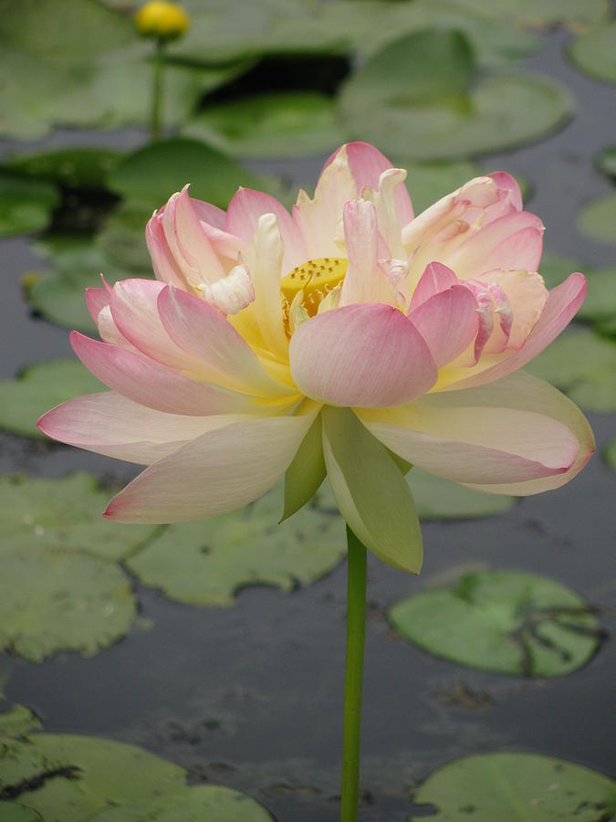  Pink Lotus Photograph by Alfred Ng