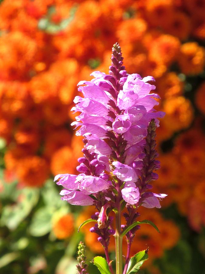 Garden Photograph -  Pink Obedient Plant flower  by Alfred Ng