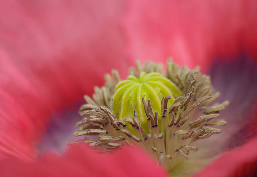  Pink Poppy Photograph by David and Carol Kelly