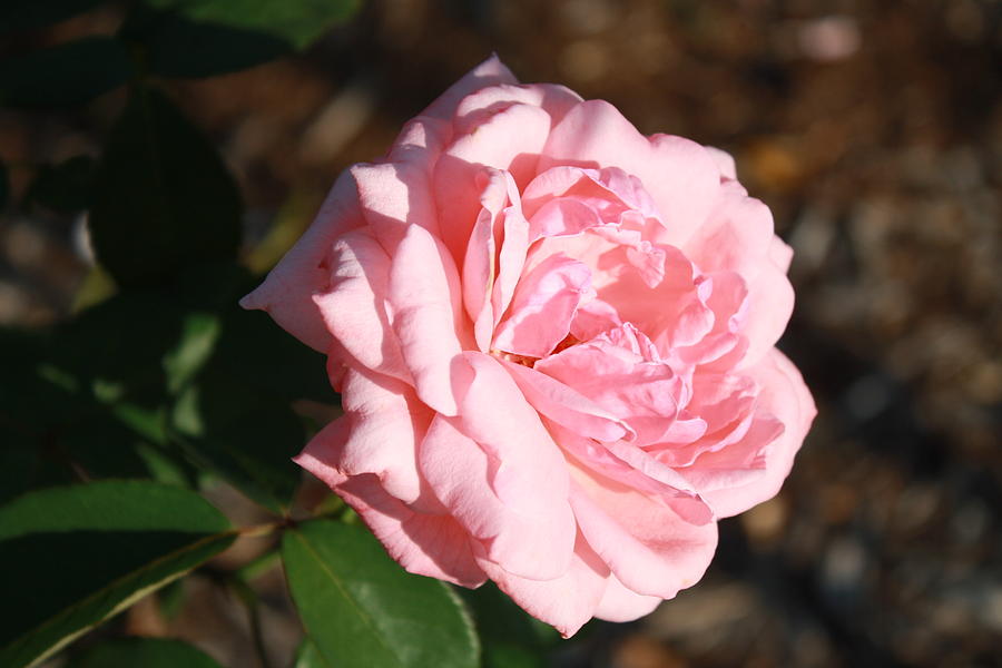  Pink Rose Photograph by James Lawson