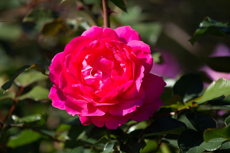  Pink rose Photograph by Susan Jensen