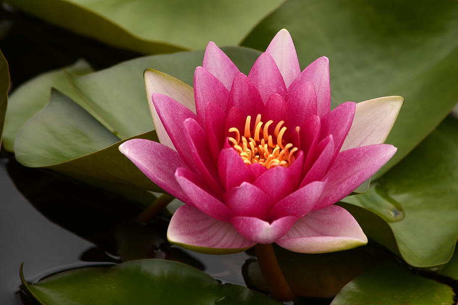  Pink Water Lily Photograph by Ann Bridges