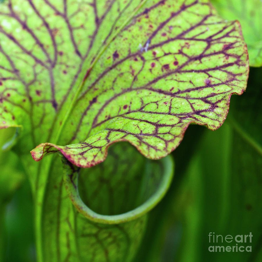  Pitcher Plants Photograph by Heiko Koehrer-Wagner