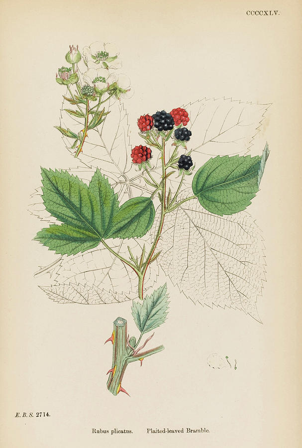 Plaited-leaved Bramble (blackberry) Drawing by Mary Evans Picture ...