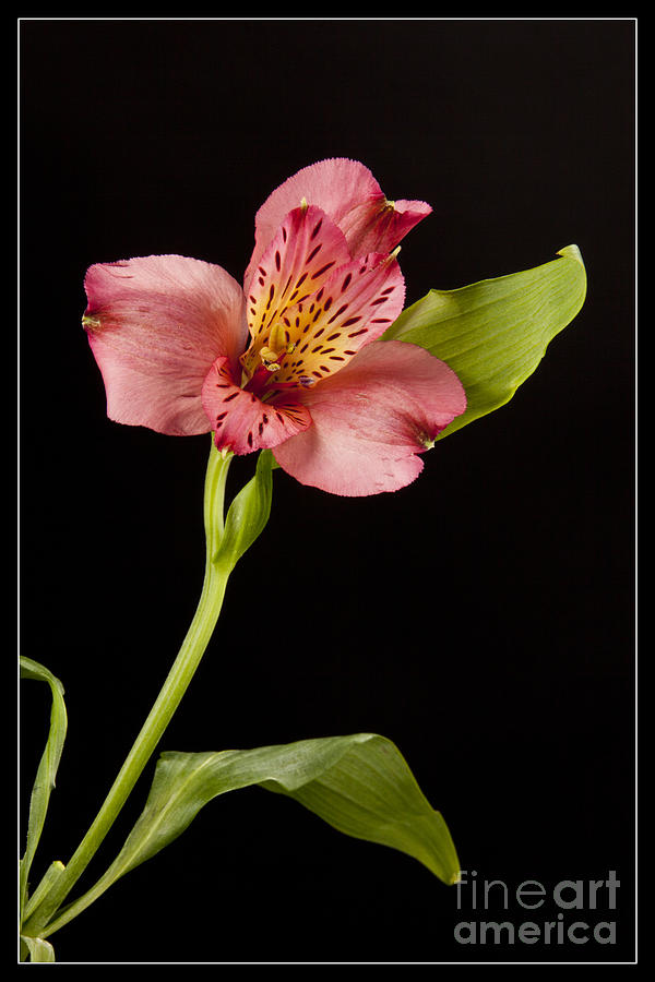  Pouvian Lilly Flower 8045.02 Photograph by M K Miller