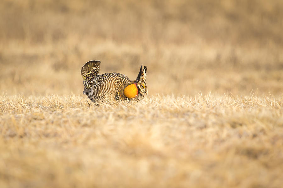  Prairie Chicken 2013-13 Photograph by Thomas Young