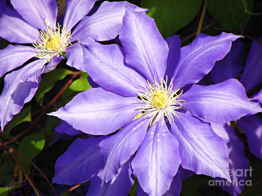  Pretty Purple Clematis Photograph by Mindy Bench