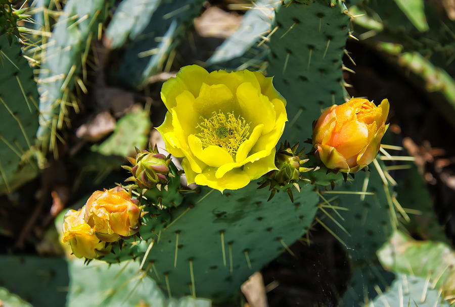 Flower Photograph -  Prickly pear cactus and flowers by Flees Photos