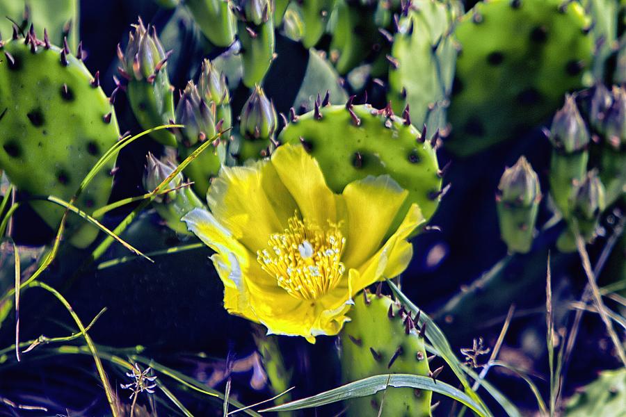  Prickly Pear or Indian Fig or Devils Tongue  A Cactus Native On Cape Cod Photograph by Constantine Gregory