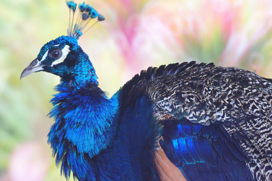 Prime Peacock Photograph by DerekTXFactor Creative Fine Art America