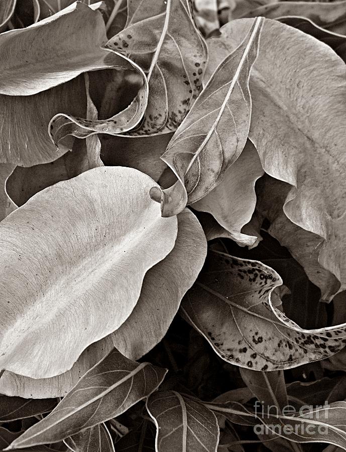   Primrose Seed Pods Photograph by Chris Berry