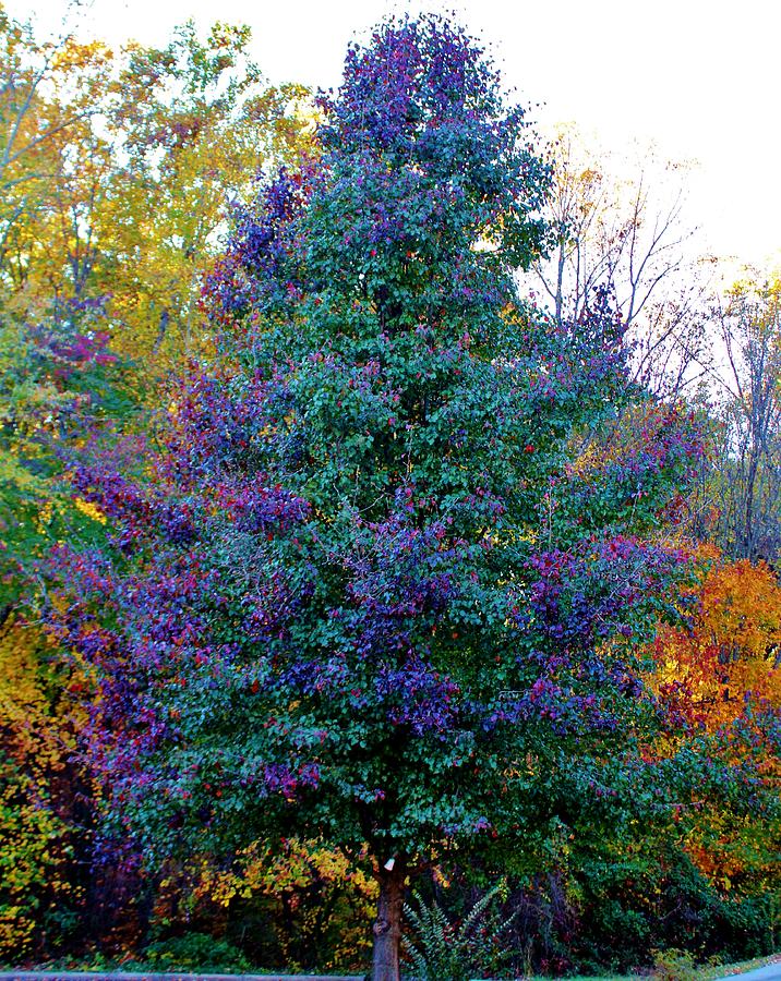  Purple And Green Tree Photograph by Cynthia Guinn
