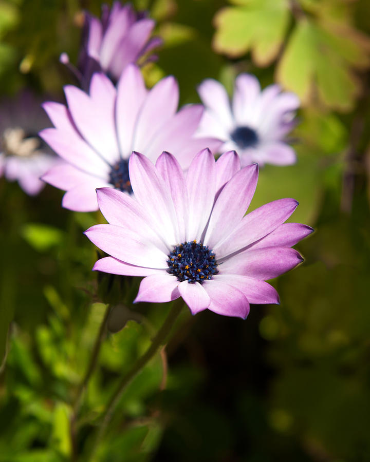 Purple And White Daisy Photograph by Sammy Miller - Pixels