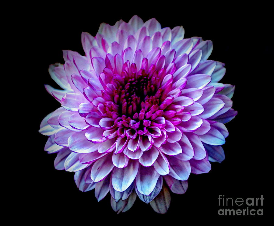  Purple On Black Photograph by Michelle Meenawong
