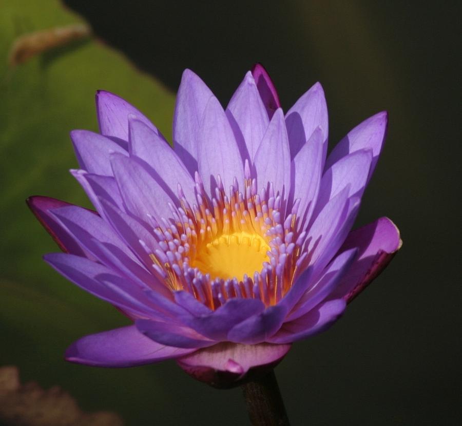 Purple Water Lily Photograph By Karen Silvestri - Fine Art America