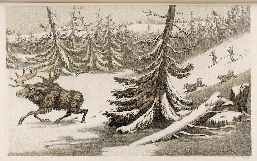 Moose Drawing -  Pursuing An Elk, Sweden         Date by Mary Evans Picture Library